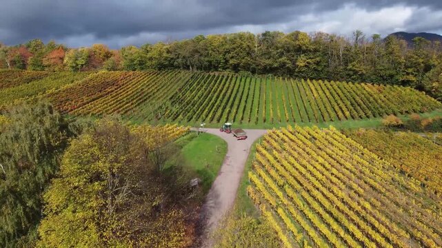 Erntezeit in der Pfalz &ndash; Luftaufnahme der Weinberge