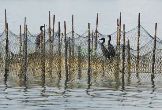 Socotra cormorants on fhsng net at Busaiteen coast of Bahrain