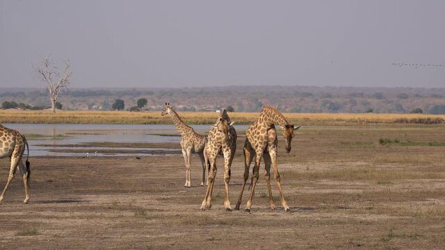 Young Male Giraffes Necking Behavior in Chobe National Park, Botswana. This natural interaction is part of dominance testing and social behavior. Shot near a waterhole. 