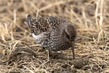 Fototapeta premium Pluvier doré,