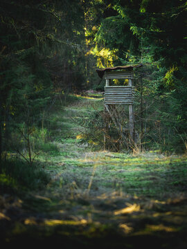 A rustic wooden hunting tower stands tall amidst a lush evergreen forest, with dappled sunlight illuminating a mossy ground path in a quiet, secluded wilderness area during the day.