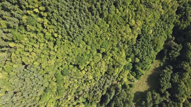 Laub und Nadel &ndash; Texturen des Pf&auml;lzerwaldes