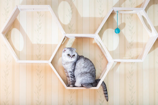 Scottish Fold Cat Sitting on Hexagon Wall Shelf