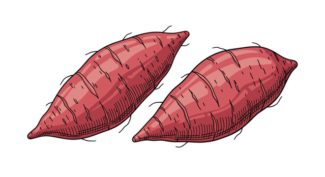 Two fresh sweet potatoes with textured skin are displayed in a detailed hand drawn illustration style on a white surface.