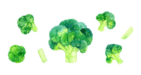丸ごと＆カットしたブロッコリーのセット　野菜の手描き水彩イラスト素材 © 一色いっさ