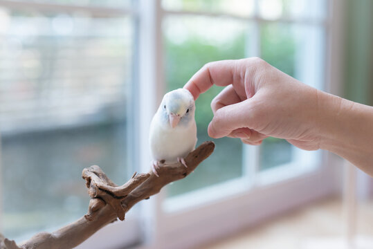 Female owner hand head scratch cute tame Forpus parrotlet bird on wood branch.