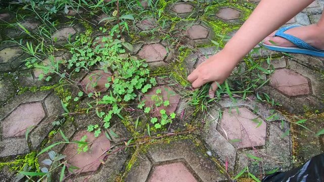 Video of a man pulling weeds from a paving block floor and putting the weed waste into plastic bags. POV footage of weeds being removed from the yard. Steady motion in 4K high resolution.
