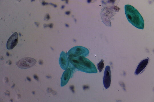 Paramecium Microscopic View Protozoa Biology Scientific Study