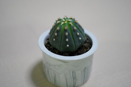 Cactus in a Pot Simple Indoor Plant Photography