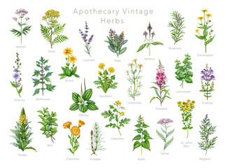 Apothecary herbs vintage watercolor illustration set with detailed botanical herbs in realistic style. Ideal for herbal medicine, apothecary collection, packaging, prints and natural wellness design © anitapol