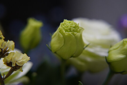 Delicate Lisianthus Flower Bud Close Up