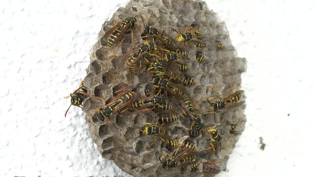 Close-up footage of a digger wasp and its nest, a european species of wasp belonging to the Vespa genus.