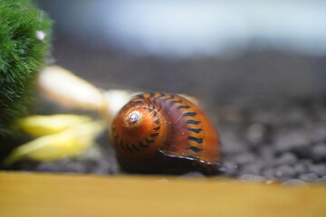 Fototapeta premium Close up of a Clithon Corona snail in aquarium