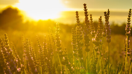 Naklejka premium Lavender field at sunset light