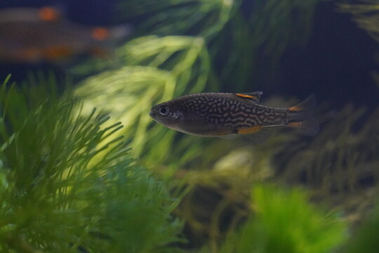 Leopard Ctenopoma Fish in Aquarium Close Up