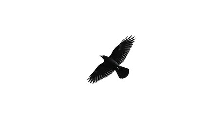 Obraz premium Black crow flying in the sky with copy space minimalist black and white