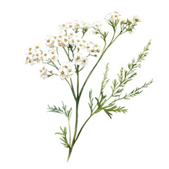 Achillea Branch, watercolor vector portraying a joyful pose with colorful highlights, isolated on a white background. © trovexa