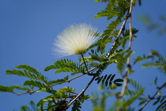 Delicate Powderpuff Bloom Against Blue Sky