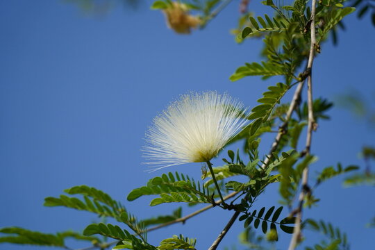White Powderpuff Blooming Against a Blue Sky