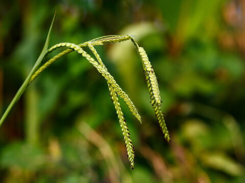 Paspalum dilatatum is a species of grass known by the common name dallisgrass, Dallas grass, or sticky heads