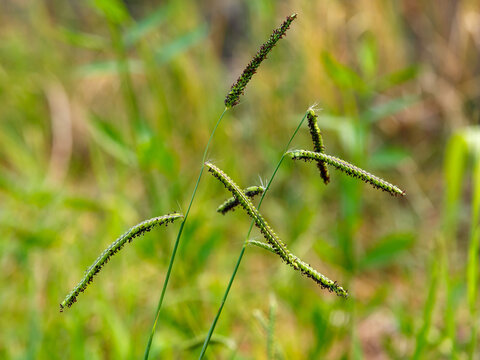 Paspalum dilatatum is a species of grass known by the common name dallisgrass, Dallas grass, or sticky heads