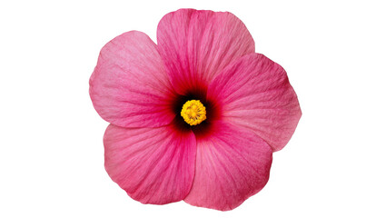 Isolated vibrant pink tropical hibiscus flower with dark center and bright yellow stamen
