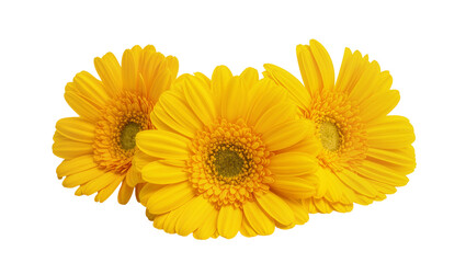Naklejka premium Isolated three vibrant beautiful yellow Gerbera daisies blooming fresh nature summer flowers