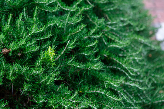 Salvia rosmarinus, synonym Rosmarinus officinalis, commonly known as rosemary, is a shrub with fragrant, evergreen, needle-like leaves