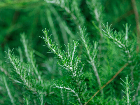 Salvia rosmarinus, synonym Rosmarinus officinalis, commonly known as rosemary, is a shrub with fragrant, evergreen, needle-like leaves