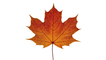 Fototapeta premium Isolated vibrant autumn maple leaf showing intricate vein structure, a natural symbol of fall season