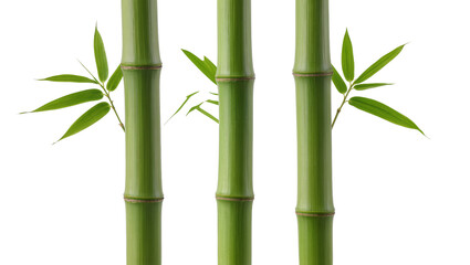 Fototapeta premium Isolated vibrant green bamboo stalks with fresh leaves, natural oriental plant details
