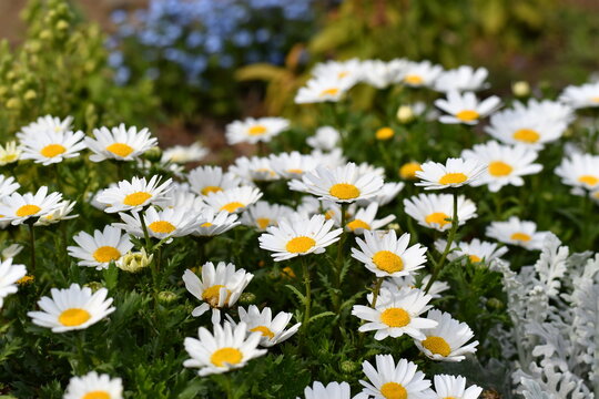 ノースポールの花