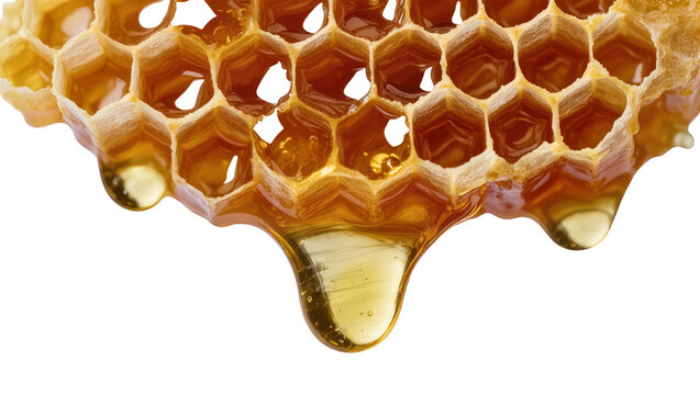 Isolated natural raw golden dripping honey comb with sweet healthy dessert and snack