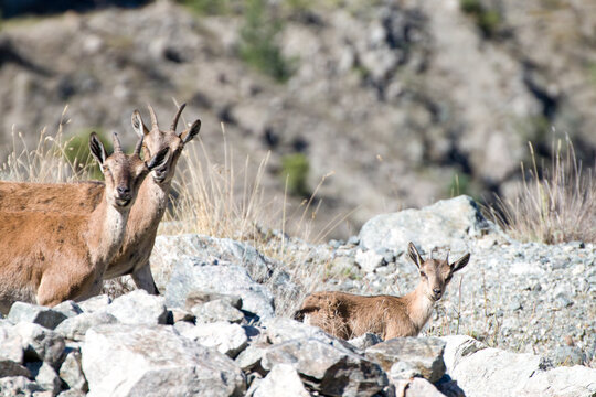 Wild goats (Bezoar ibex) standing on a rocky mountain slope in their natural habitat