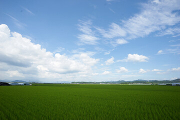Obraz premium Vibrant green paddy fields meet a bright blue sky filled with sweeping clouds in this serene midsummer Korean rural landscape, perfect for wallpapers.