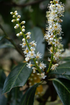 White Prunus laurocerasus flowers blooming on a cherry laurel bush with dark green leaves