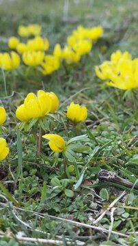 Yellow snowdrops that bloom when the snow begins to melt.