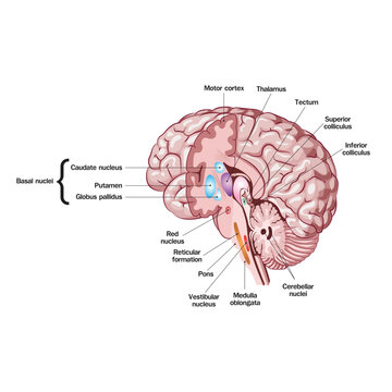 Detailed human brain anatomy illustration showing basal nuclei, thalamus, brainstem, and cerebellum with labeled structures for neuroscience and medical education.