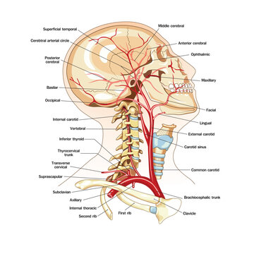 Detailed medical illustration of human head and neck arteries, showing cerebral circulation, carotid system, and vascular anatomy of the brain and skull in labeled diagram.