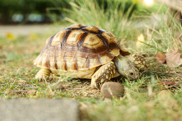 Fototapeta premium The Sulcata tortoise is in the lawn, excited by the vast expanse of grass.