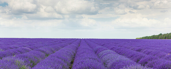 Naklejka premium Lavendelfeld