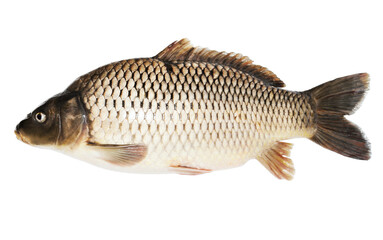Scaly carp isolated on a white background © by-studio