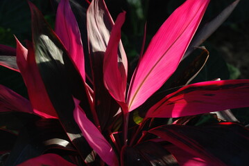 Nahaufnahme Keulenlilien © hahilinchen