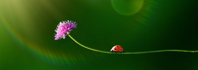 Banner of Ladybug on a slender stem with a pink wildflower, green blurred background, macro nature scene with soft bokeh and copy space © Pihuliak