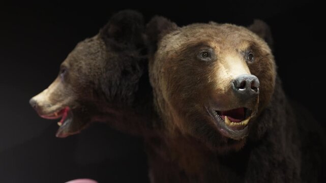 Stuffed two head bears standing in the dark with an open mouth and fangs.