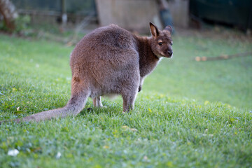 Wallaby auf grüner Wiese in Österreich © Jakob