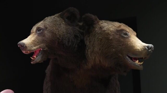 Stuffed two head bears standing in the dark with an open mouth and fangs.