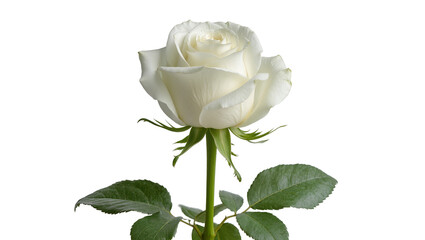 Isolated elegant white rose flower in full bloom with green stem and fresh leaves © Constantin