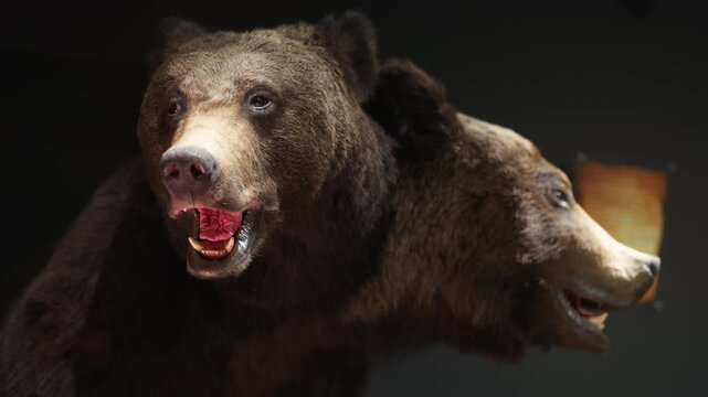 Stuffed two head bears standing in the dark with an open mouth and fangs.