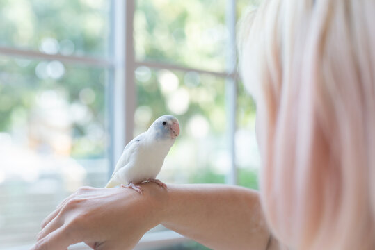 Tame blue Forpus parrotlet bird perching on owner arm making eye contact.